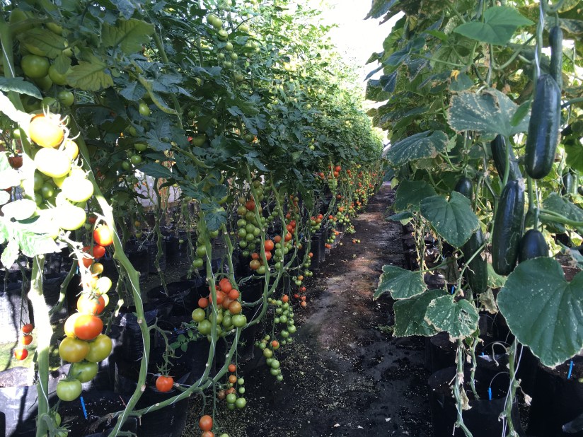 New Zealand vegetables in green house