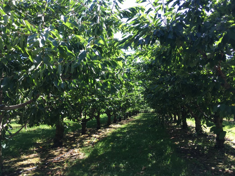 cherry trees