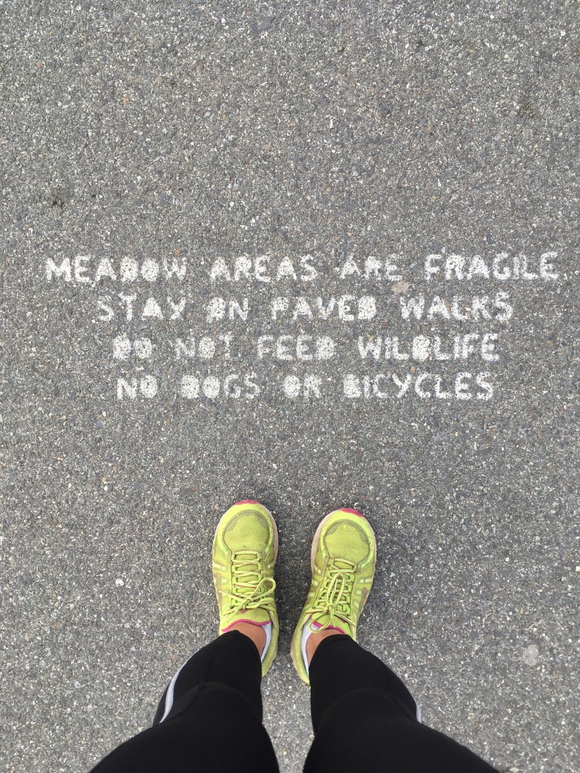 Hurricane Ridge hiking