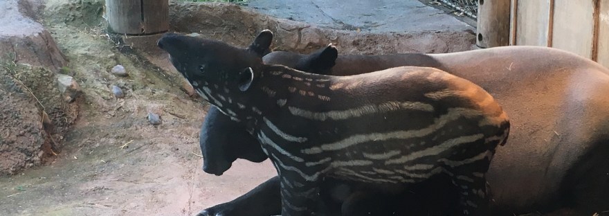 baby tapir