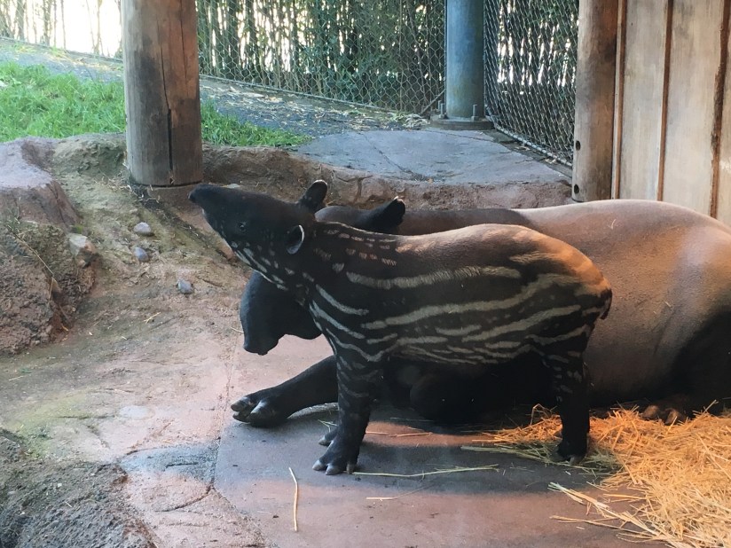 baby tapir