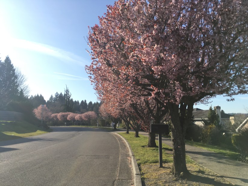 Seattle cherry trees